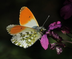 Anthocharis cardamines