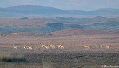 Procapra przewalskii