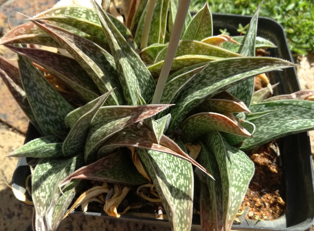 Gonialoe dinteri