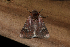 Eucoptocnemis fimbriaris