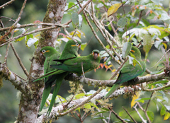 Leptosittaca branickii