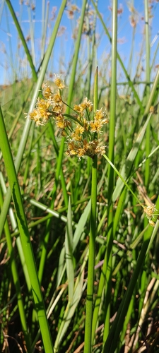 Schoenoplectus corymbosus image