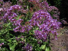 Limonium bourgeaui image