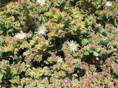 Mesembryanthemum crystallinum image