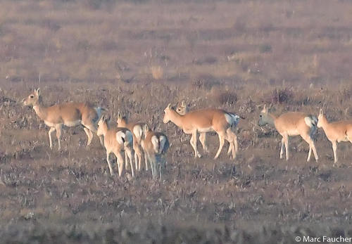 Przewalski's Gazelle