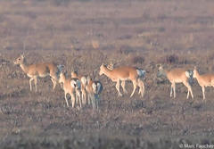 Procapra przewalskii