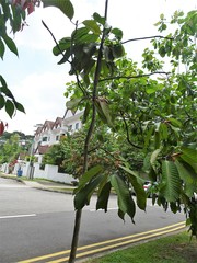 Dipterocarpus grandiflorus