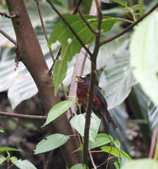 Ochthoeca cinnamomeiventris