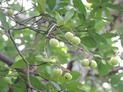 Byrsonima bucidaefolia