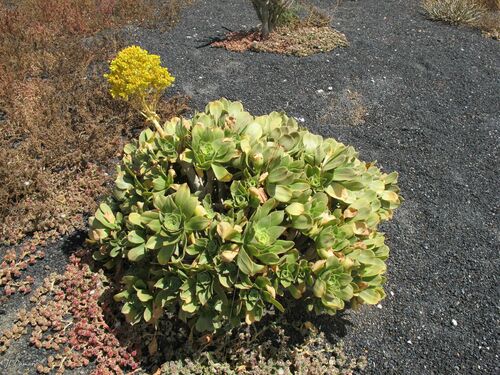 Aeonium balsamiferum