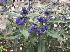 Caryopteris × clandonensis