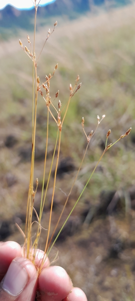 Bulbostylis micranthera