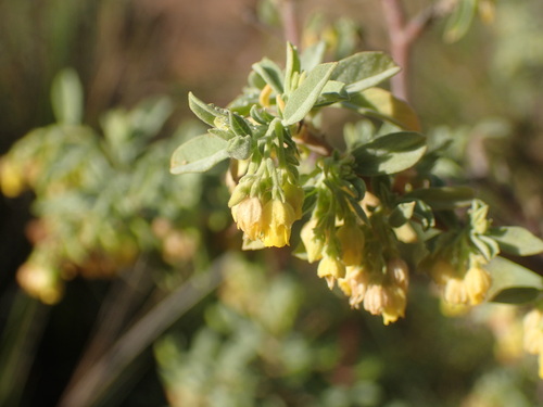 Image of Hermannia holosericea by (c) Mahomed Desai, some rights reserved (CC BY)