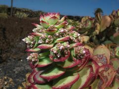 Aeonium lancerottense image