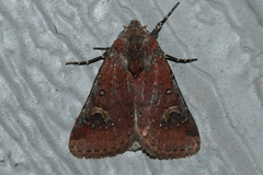 Eucoptocnemis fimbriaris