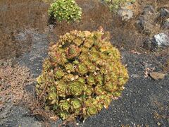 Aeonium lancerottense image