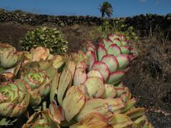 Aeonium lancerottense image