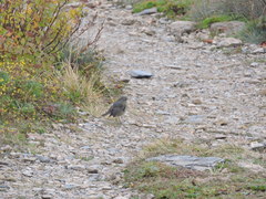 Tarsiger johnstoniae