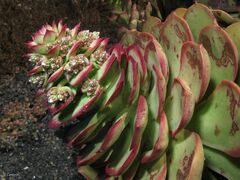 Aeonium lancerottense image