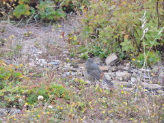 Tarsiger johnstoniae