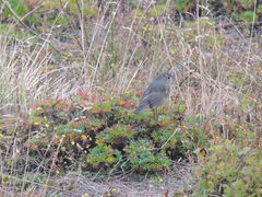 Tarsiger johnstoniae