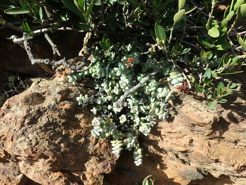 Crassula rupestris
