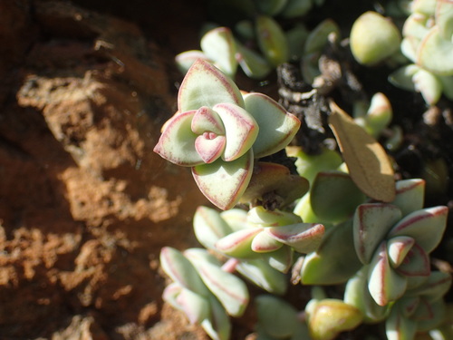 Crassula rupestris