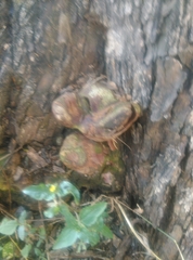 Tracheophyta