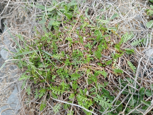 Image of Lepidium tenuicaule by (c) John Barkla, some rights reserved (CC BY)