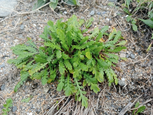 Image of Lepidium tenuicaule by (c) John Barkla, some rights reserved (CC BY)