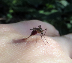 Aedes triseriatus