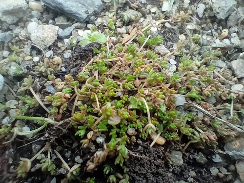 Crassula mataikona