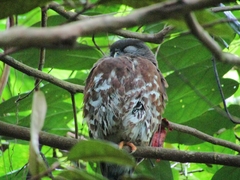 Ninox scutulata