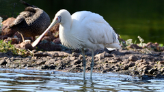 Yellow-Billed Spoonbill photo 2