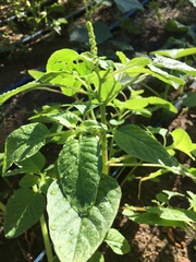Magnoliopsida