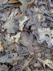 Calopompilus maculipennis