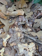 Calopompilus maculipennis