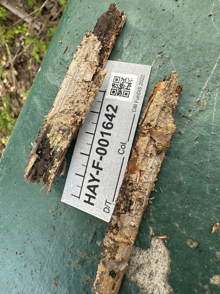 Hymenochaete sp. 'CA03'