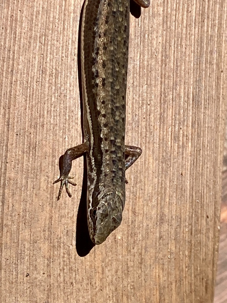Orange-tailed Shadeskink