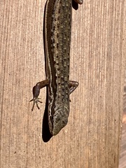 Highland Forest Skink