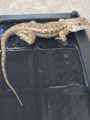 Sceloporus occidentalis