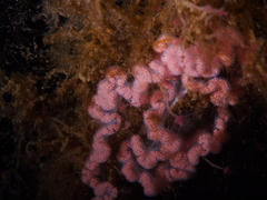 Dendronotus europaeus