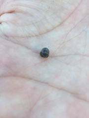 Armadillidium vulgare