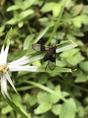 Pseudomya melanthoides