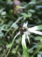 Pseudomya melanthoides