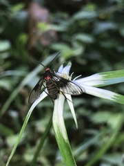 Pseudomya melanthoides