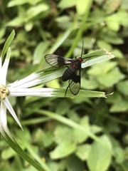 Pseudomya melanthoides