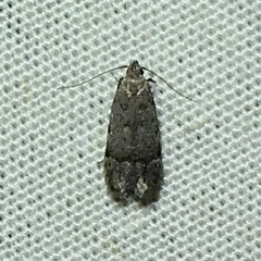 Anacampsis