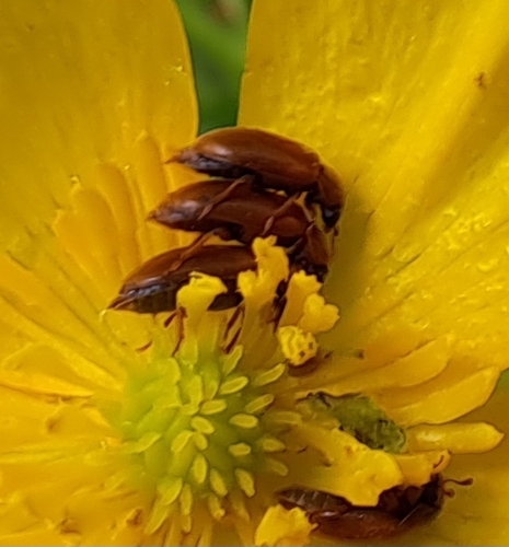 Byturus ochraceus nuotrauka