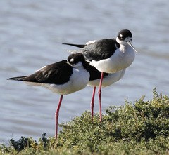Himantopus mexicanus